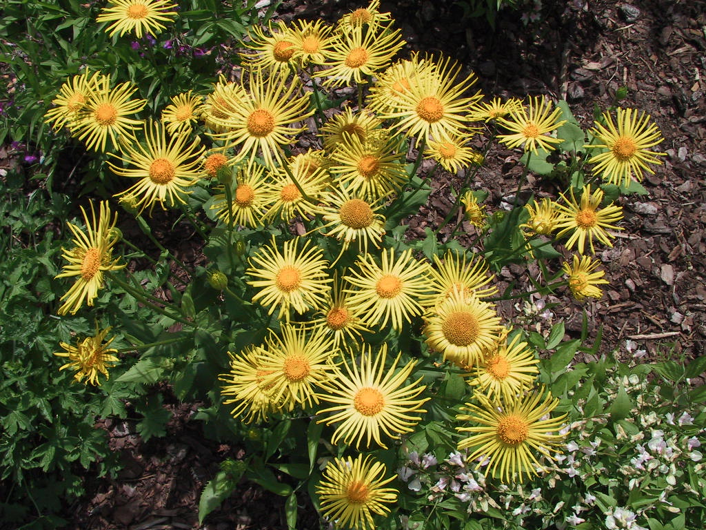 Doronicum orientale Finesse 03.jpg